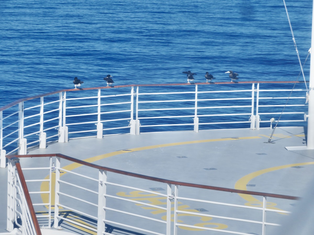 カツオドリ - ML647617610