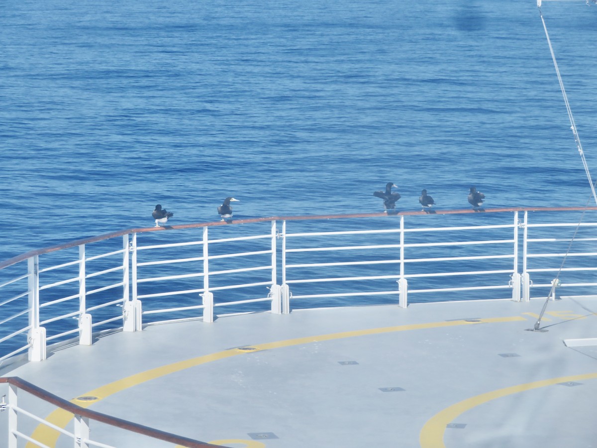 カツオドリ - ML647617611