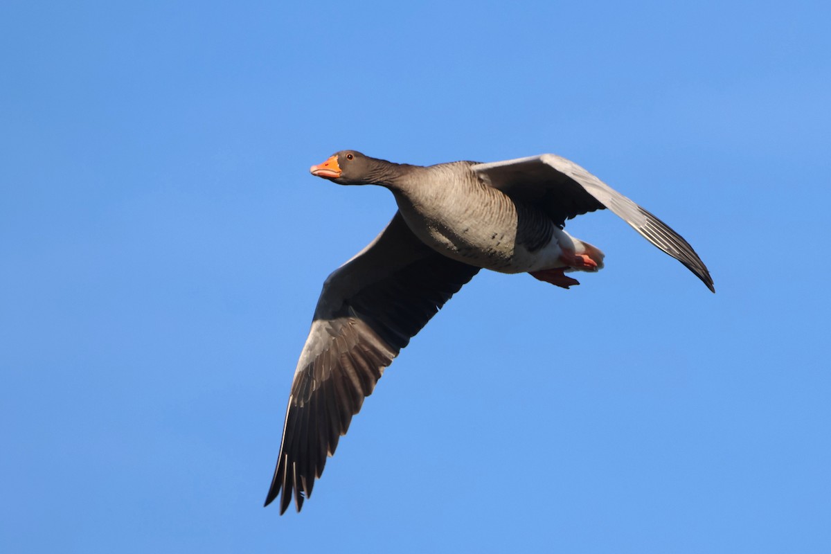 Oie cendrée - ML647617657