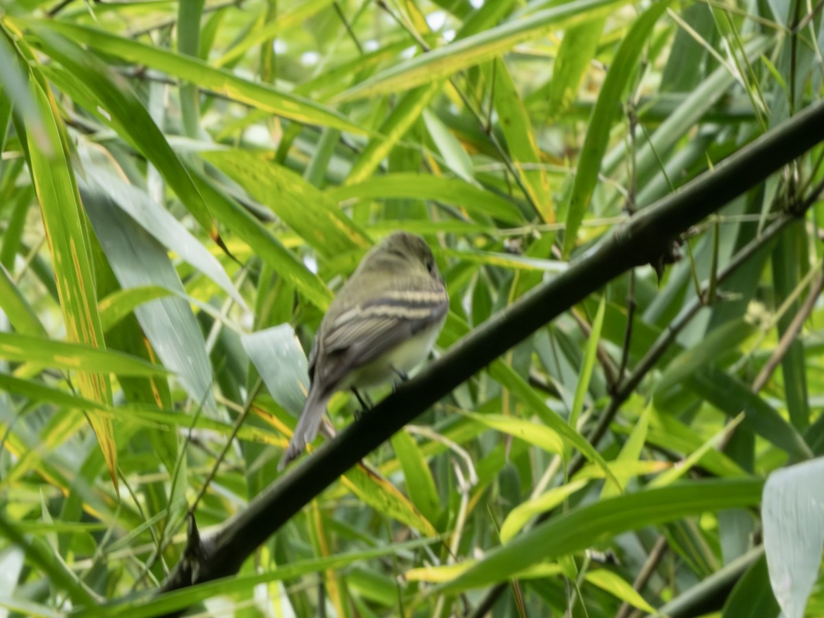 Acadian Flycatcher - ML647617693