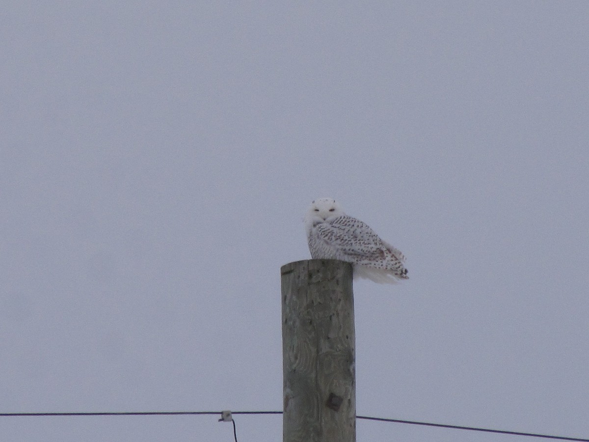 Snowy Owl - ML647617709