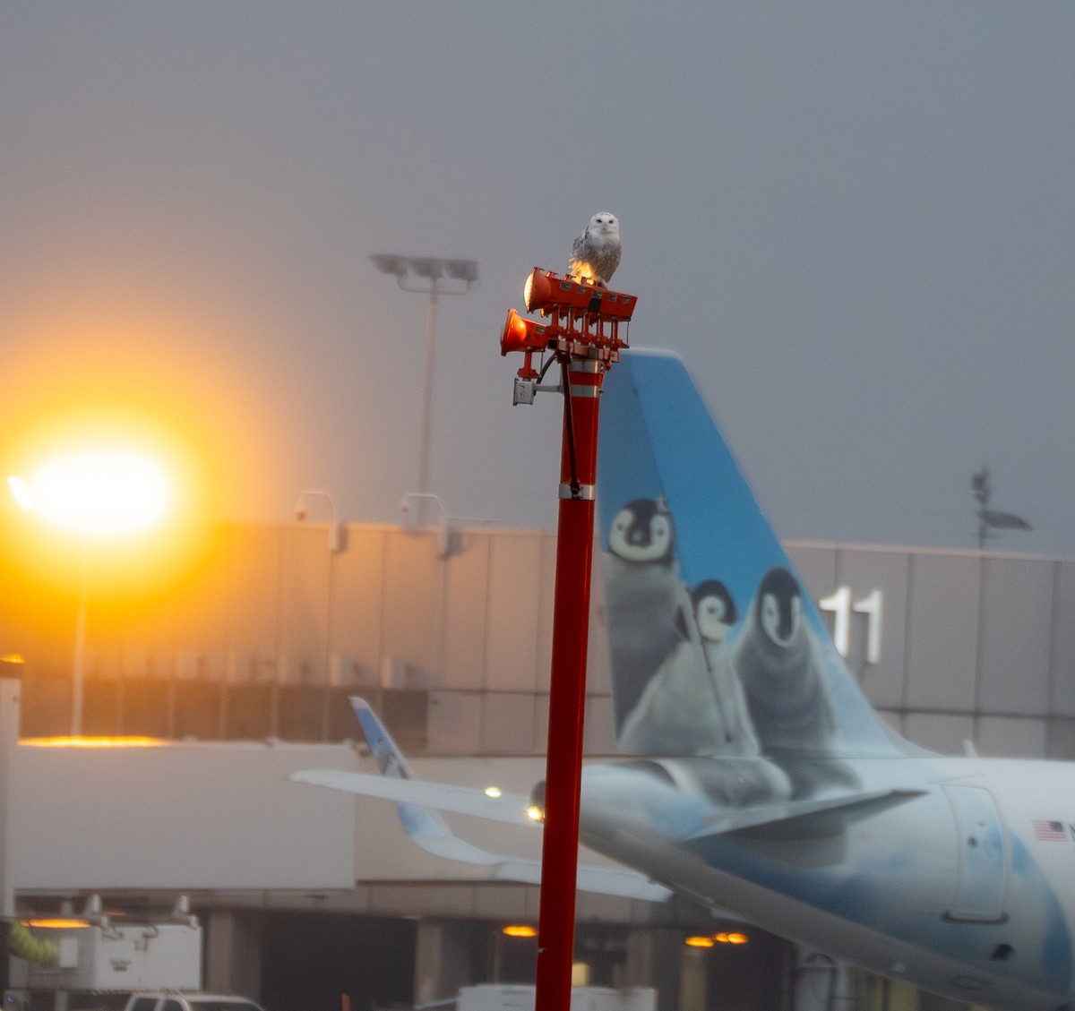 Snowy Owl - ML647617710