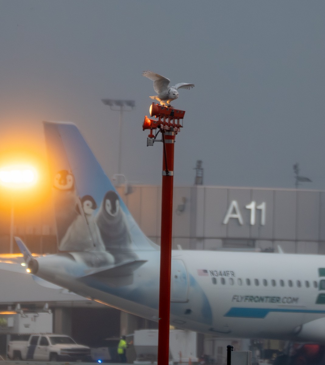 Snowy Owl - ML647617711