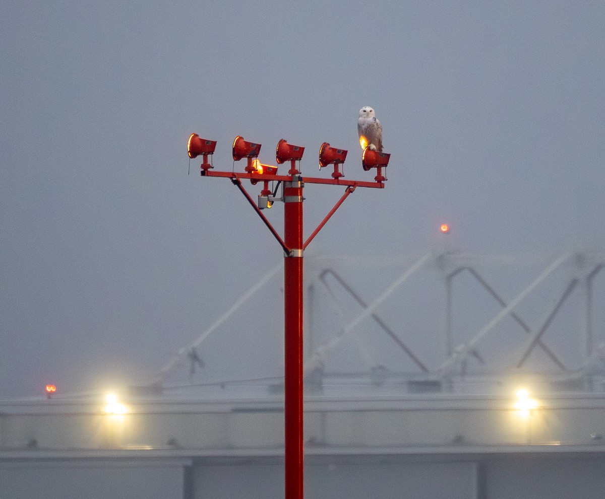 Snowy Owl - ML647617712