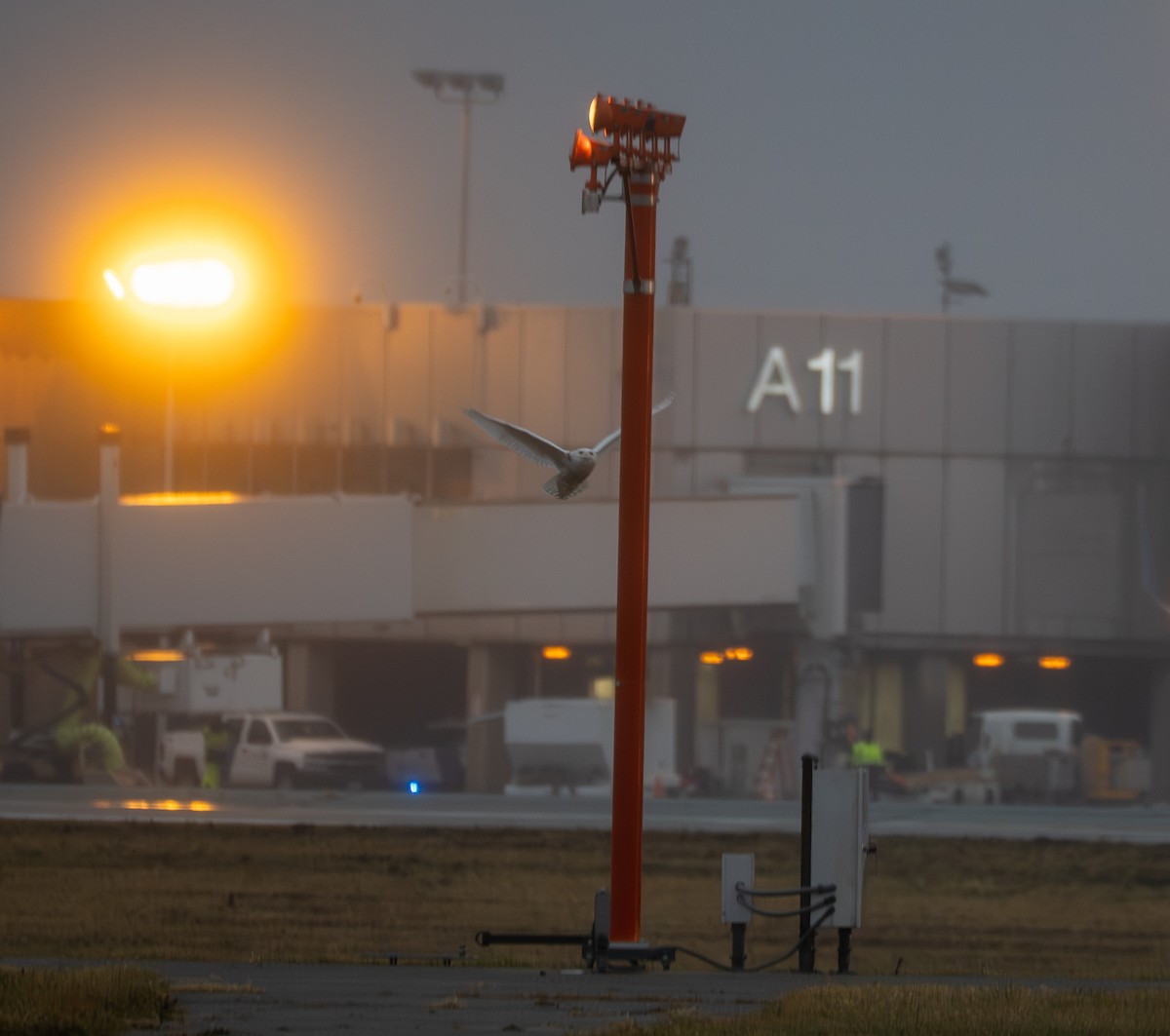 Snowy Owl - ML647617714