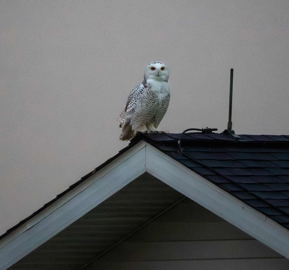Snowy Owl - ML647617717