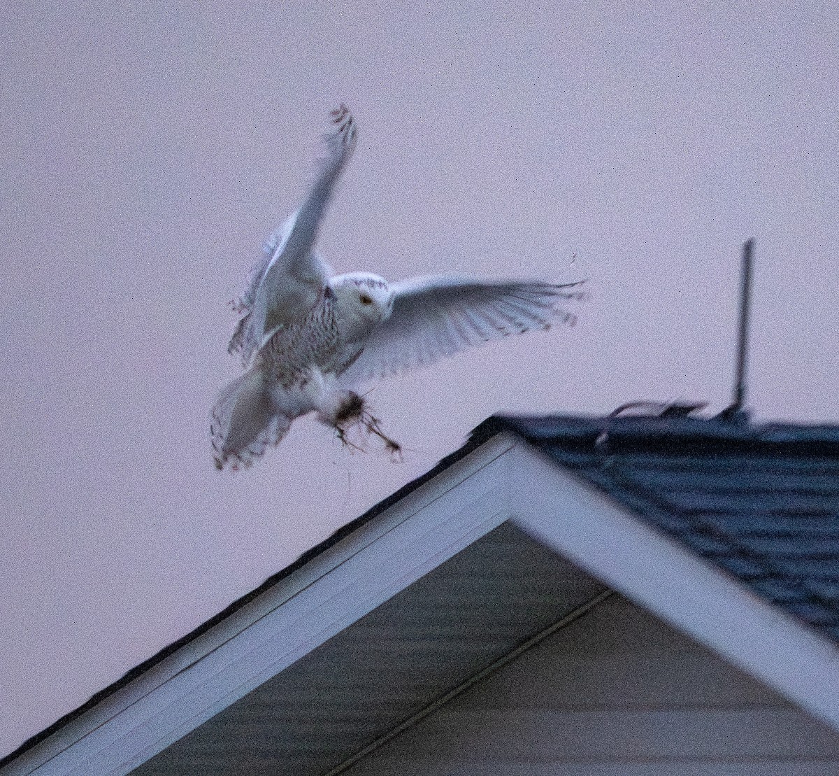 Snowy Owl - ML647617718