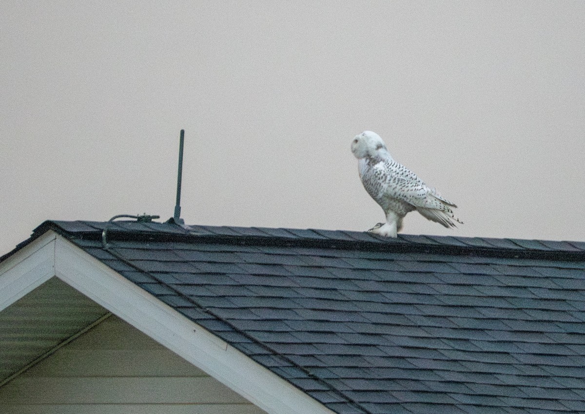 Snowy Owl - ML647617719