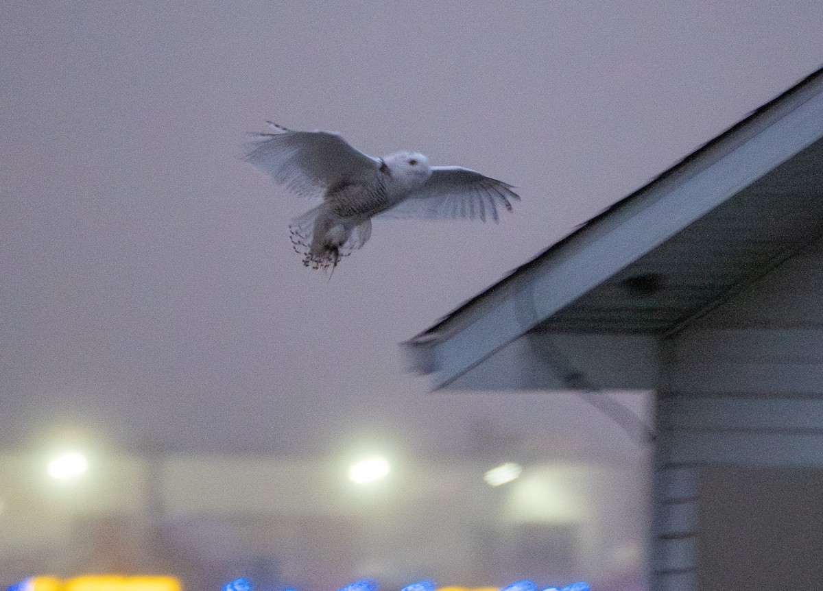 Snowy Owl - ML647617720