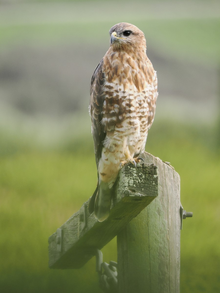 Mäusebussard (Falkenbussard) - ML647617728