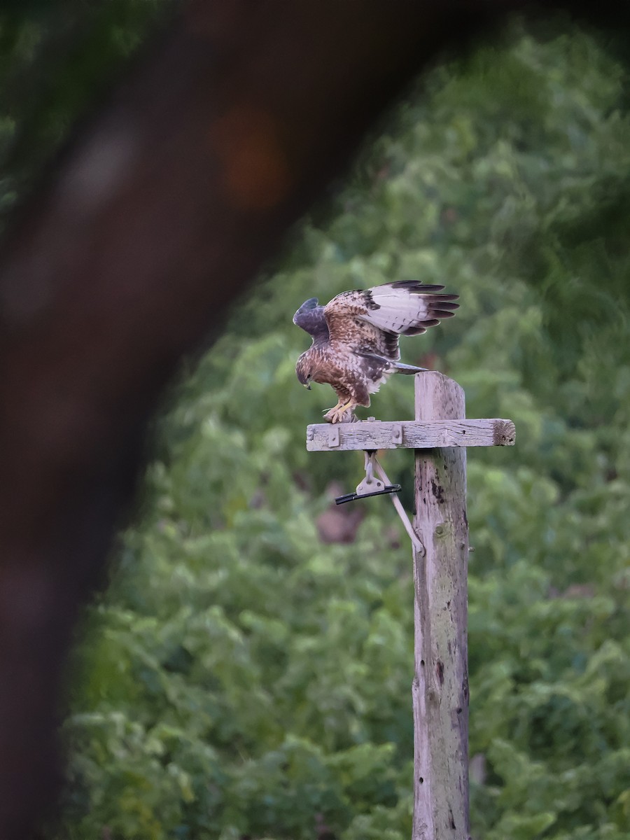 Mäusebussard (Falkenbussard) - ML647617776