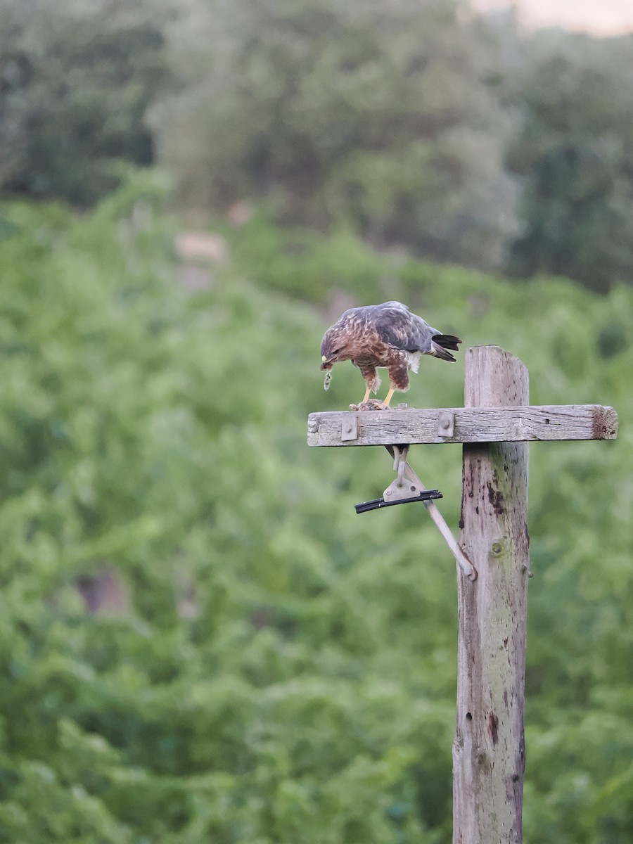 Mäusebussard (Falkenbussard) - ML647617777