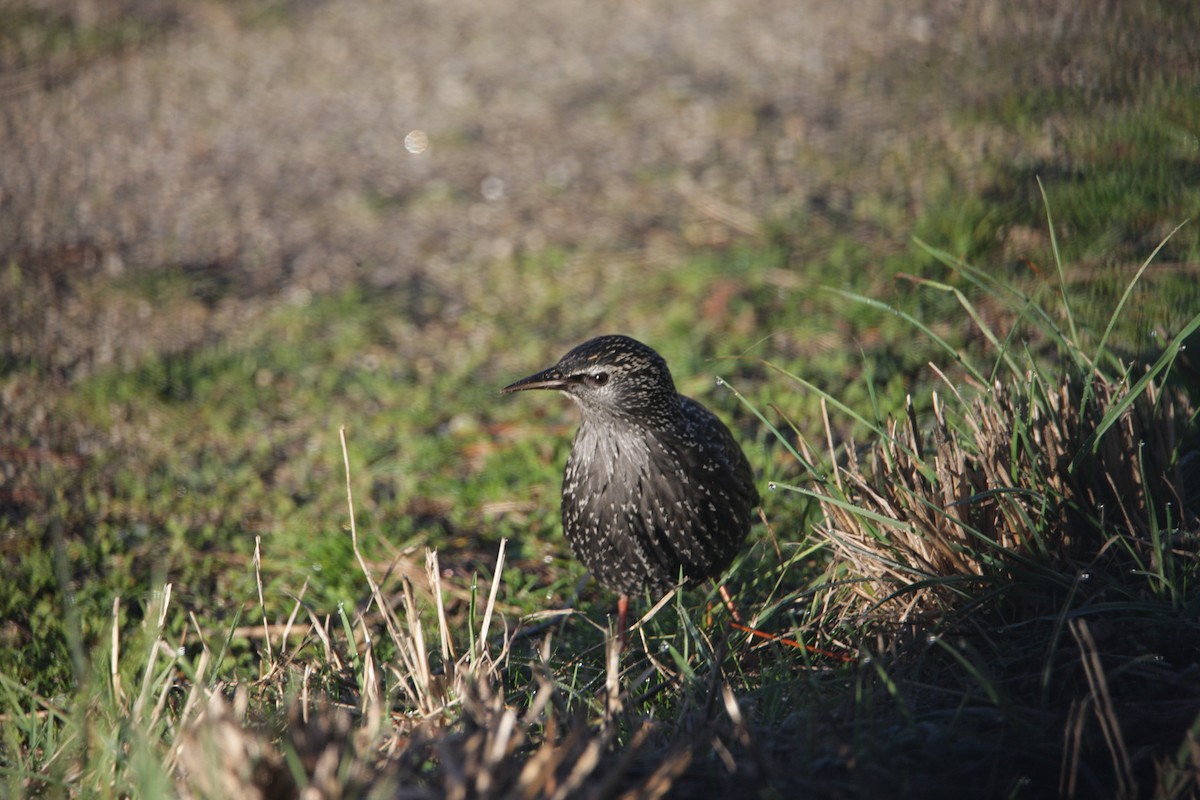 Étourneau unicolore - ML647617778