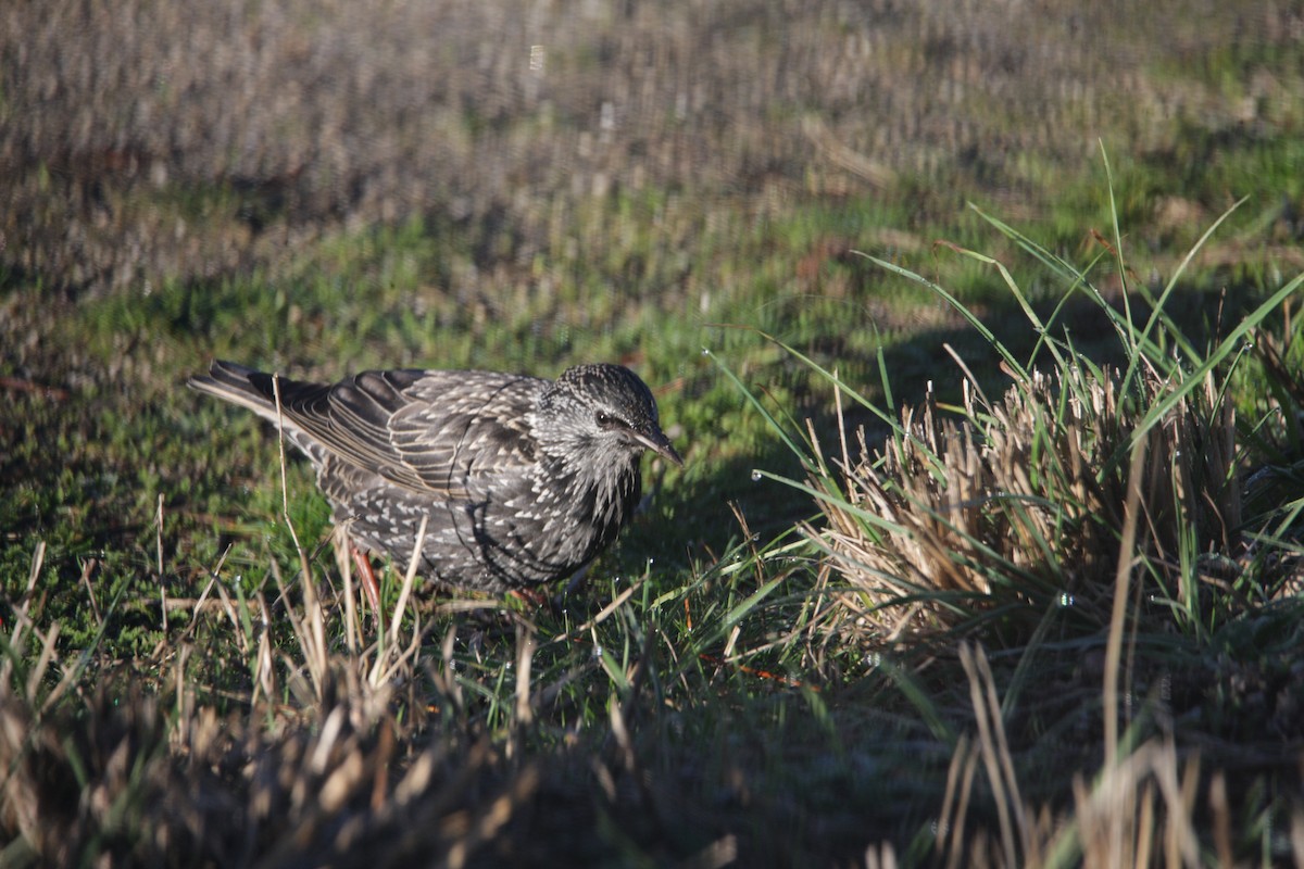 Étourneau unicolore - ML647617779