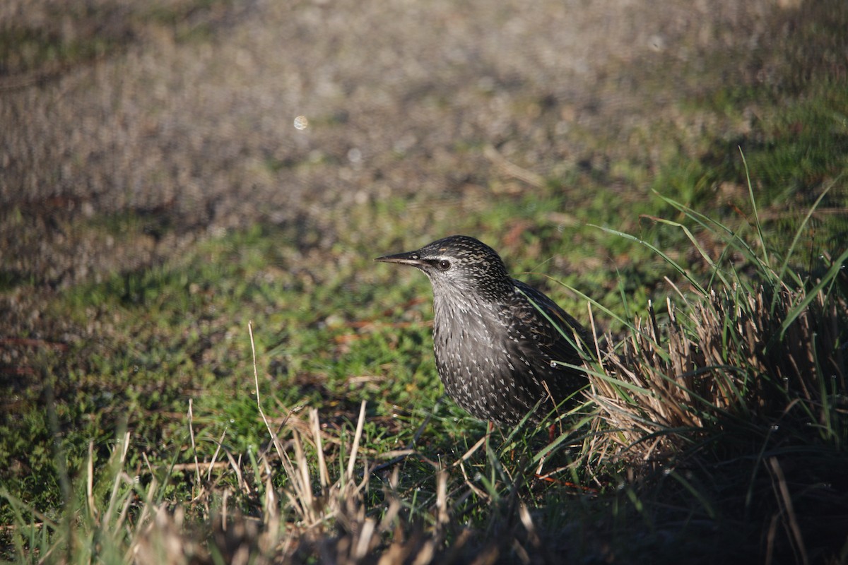 Étourneau unicolore - ML647617780