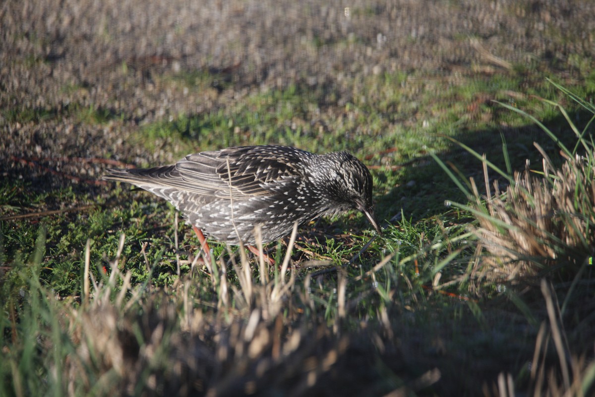 Étourneau unicolore - ML647617781