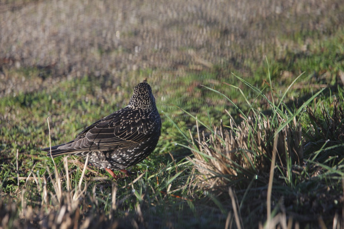 Étourneau unicolore - ML647617782