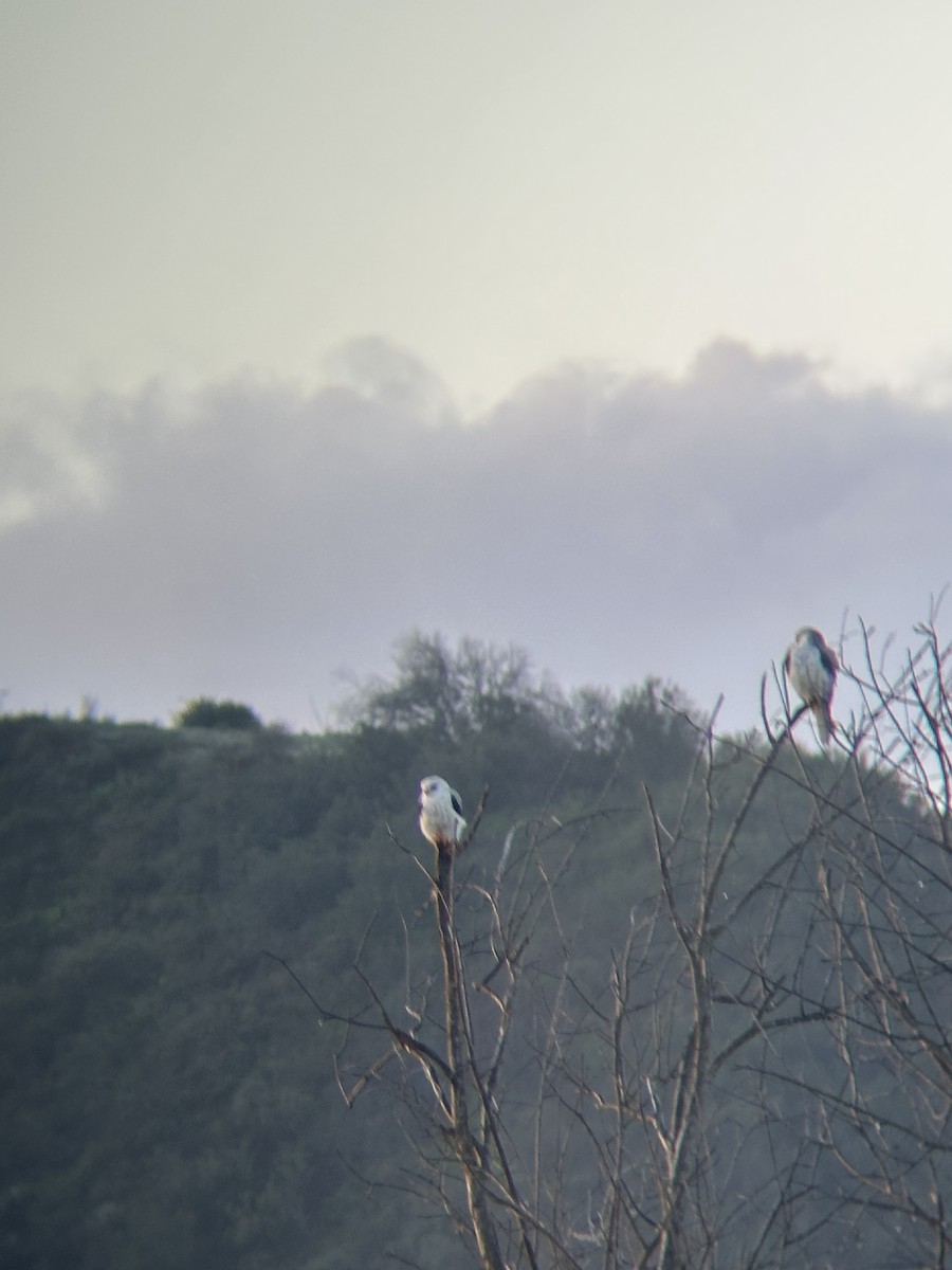 Elanio Maromero - ML647617794