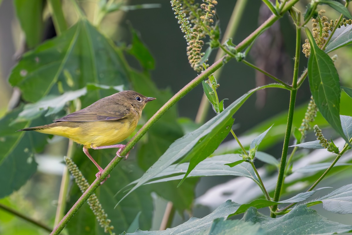 Mourning Warbler - ML647617795