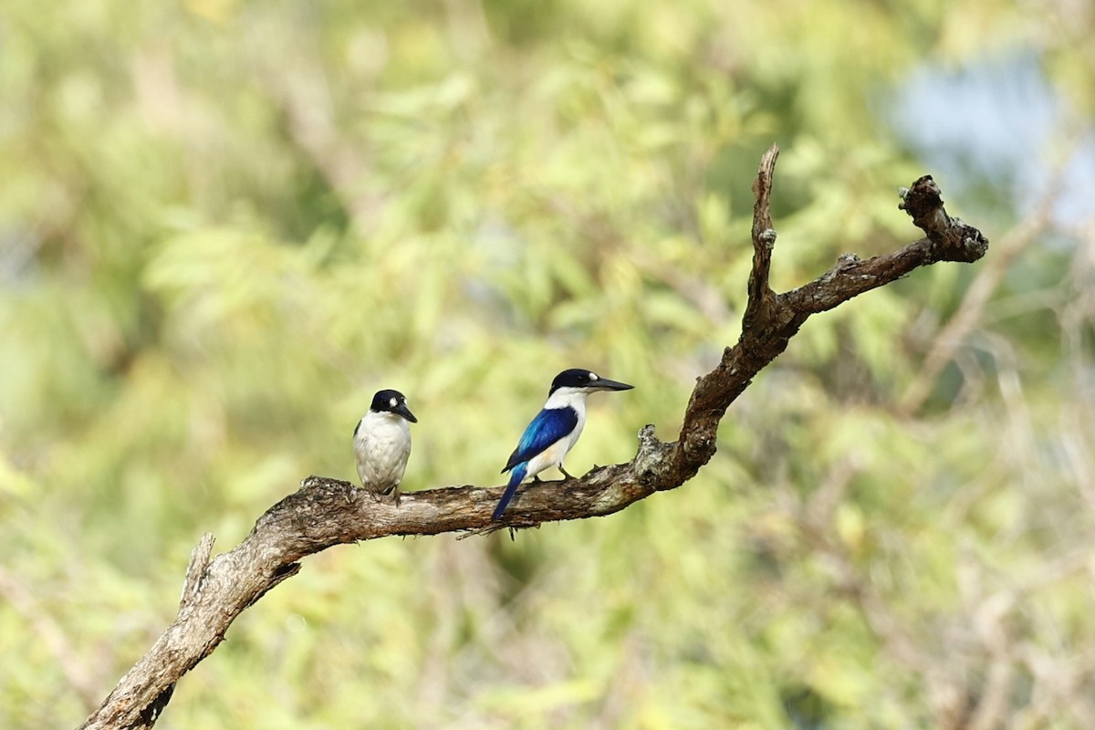 Forest Kingfisher - ML647617798