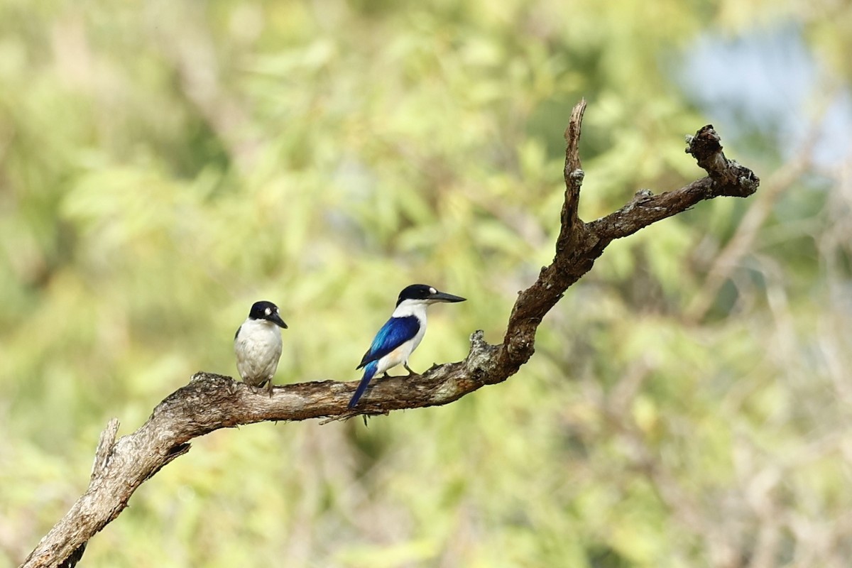 Forest Kingfisher - ML647617799