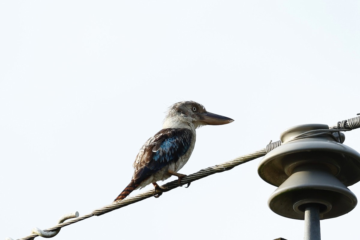 Blue-winged Kookaburra - ML647617811