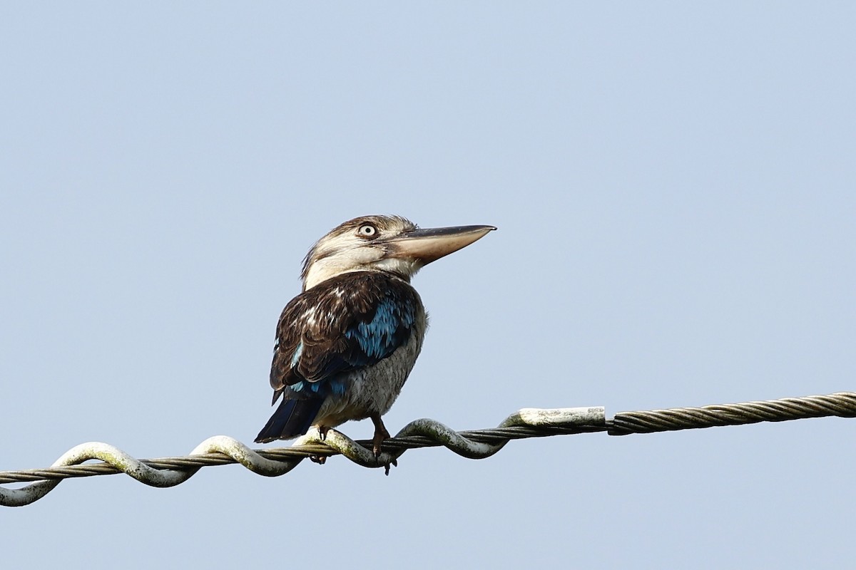 Blue-winged Kookaburra - ML647617812