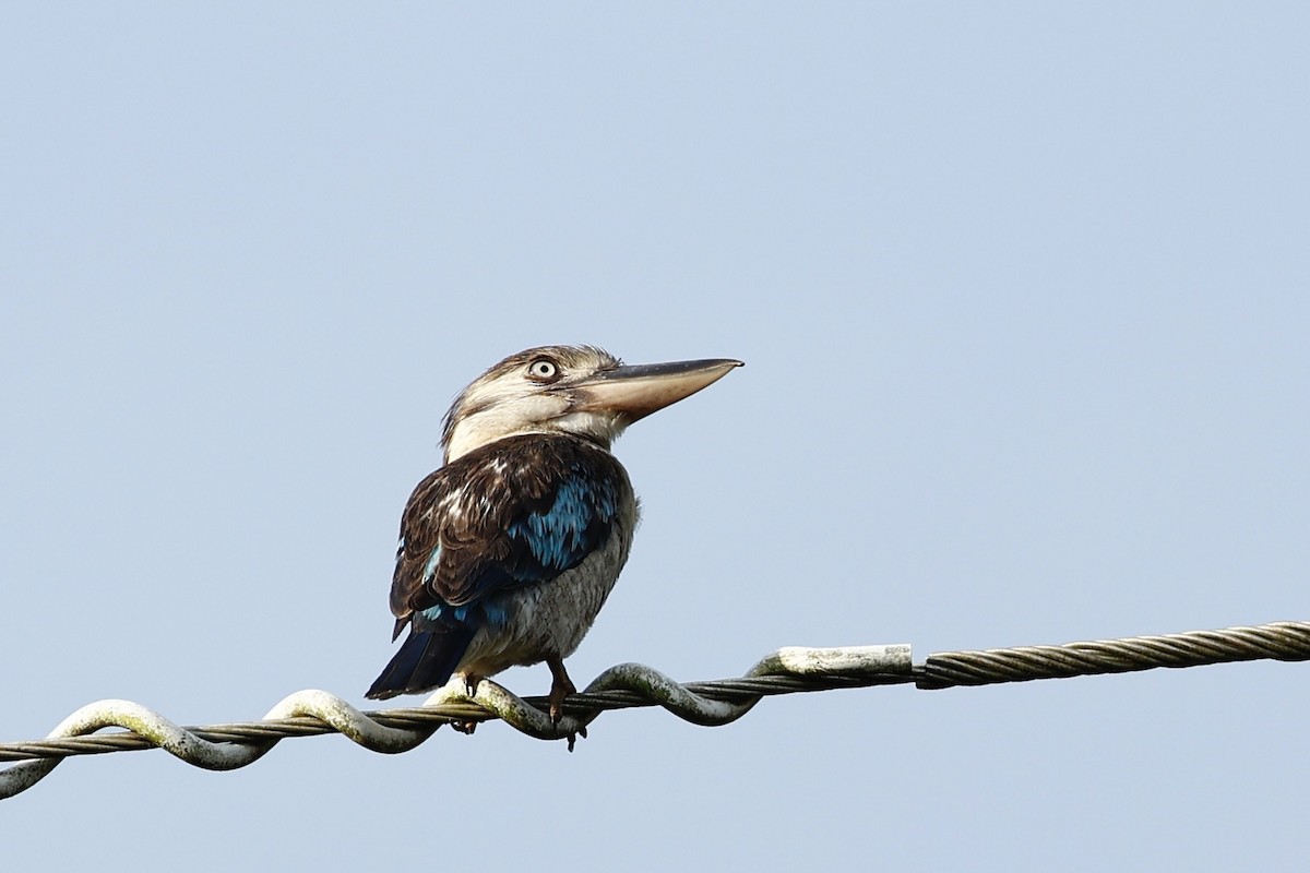 Blue-winged Kookaburra - ML647617813