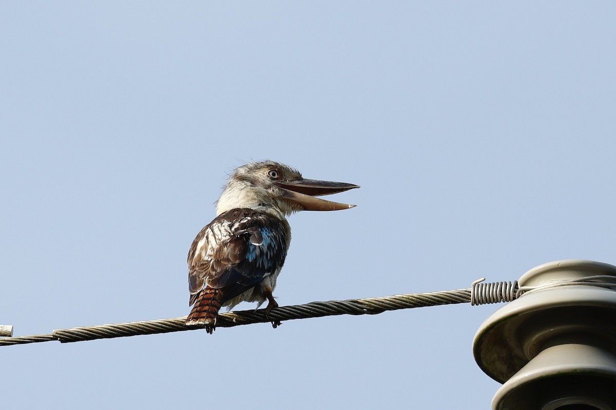 Blue-winged Kookaburra - ML647617814