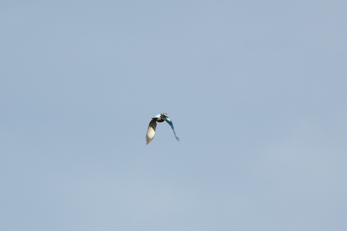 Blue-winged Kookaburra - ML647617815