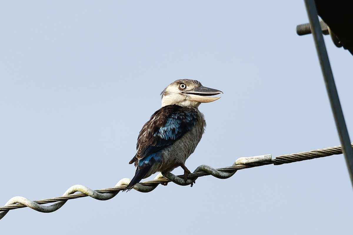 Blue-winged Kookaburra - ML647617816