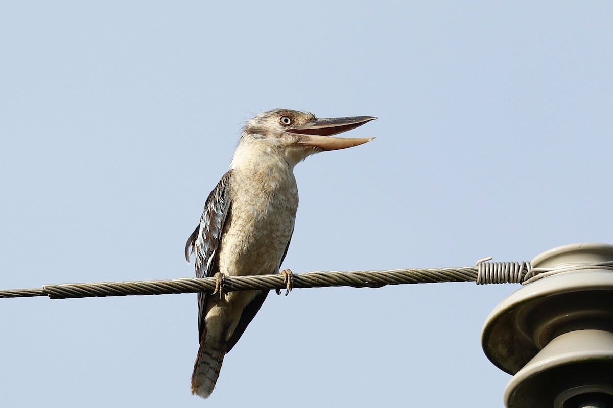 Blue-winged Kookaburra - ML647617817