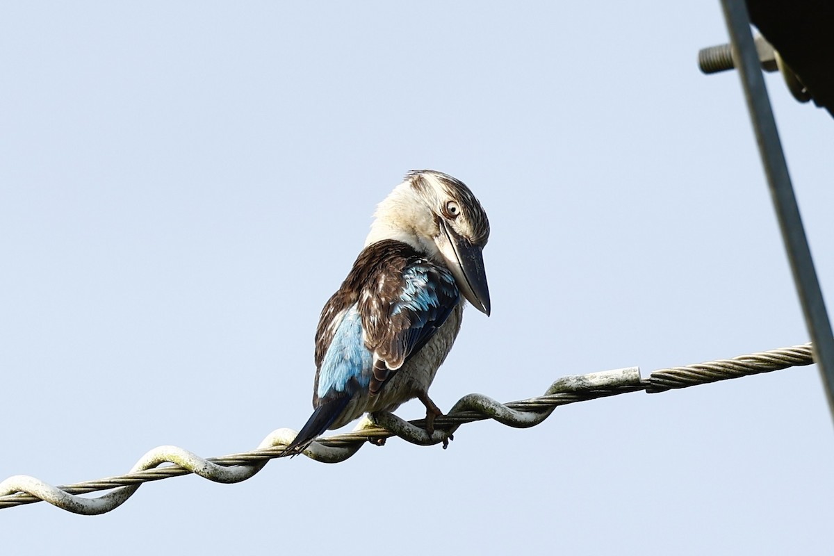 Blue-winged Kookaburra - ML647617818