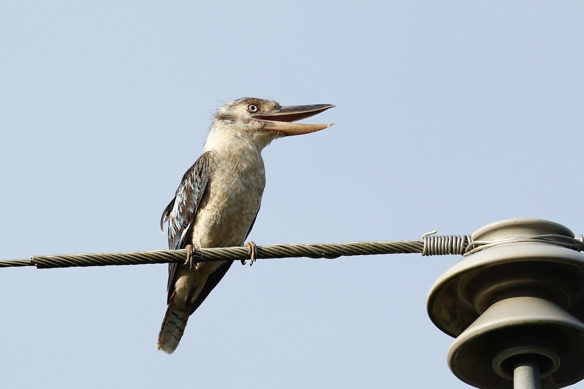 Blue-winged Kookaburra - ML647617819