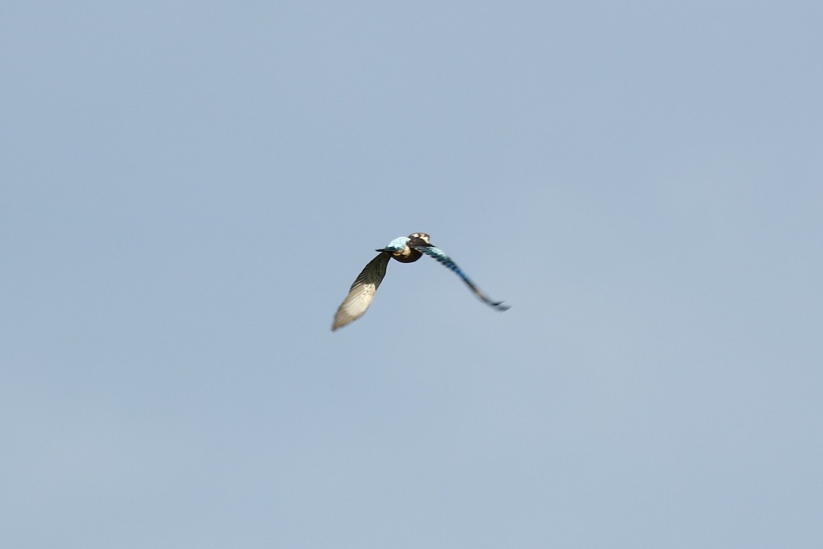 Blue-winged Kookaburra - ML647617820