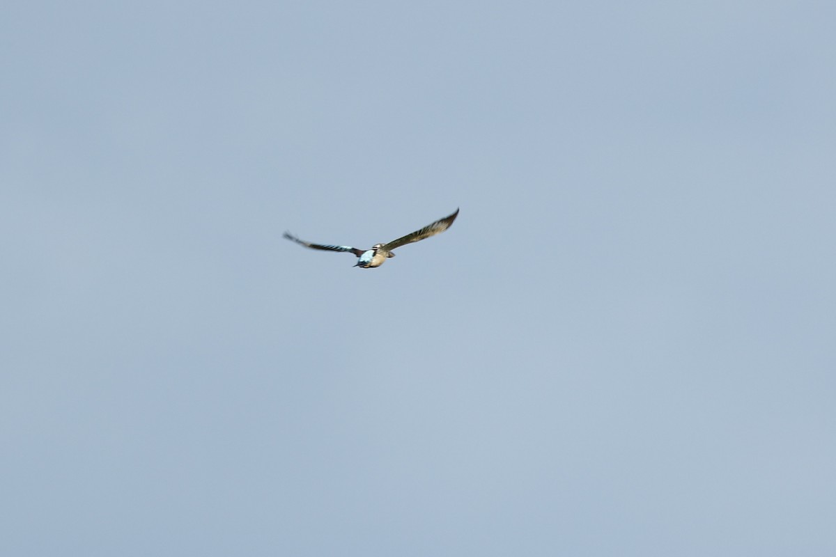 Blue-winged Kookaburra - ML647617821