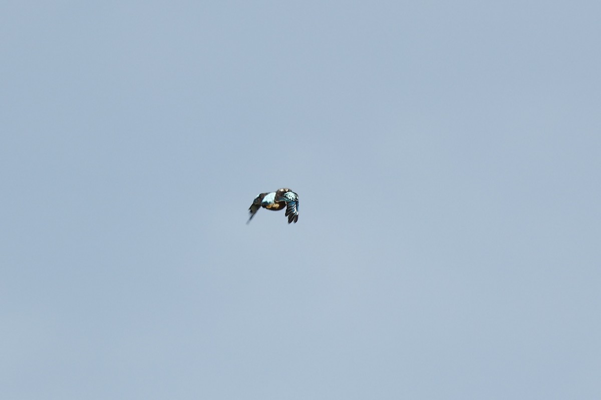 Blue-winged Kookaburra - ML647617822