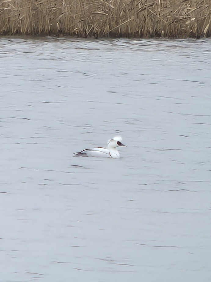 מרגון גמדי - ML647617854