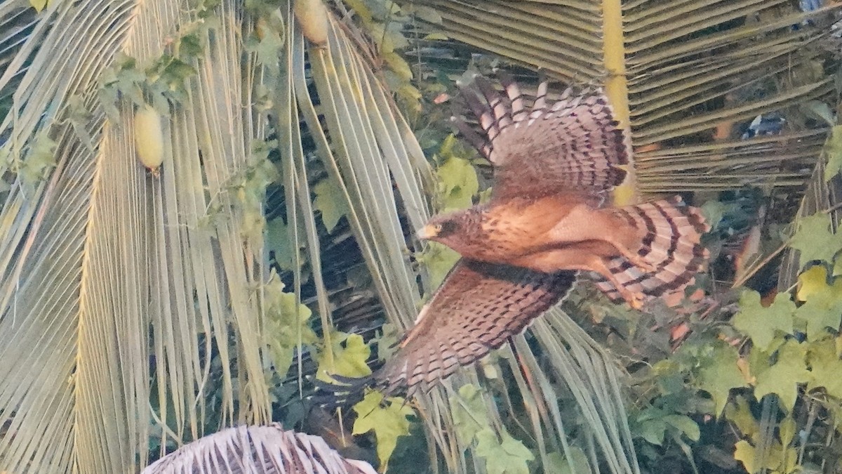 Хохлатый змееяд - ML647617857