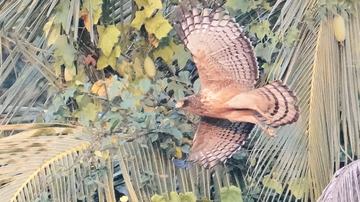 Хохлатый змееяд - ML647617858