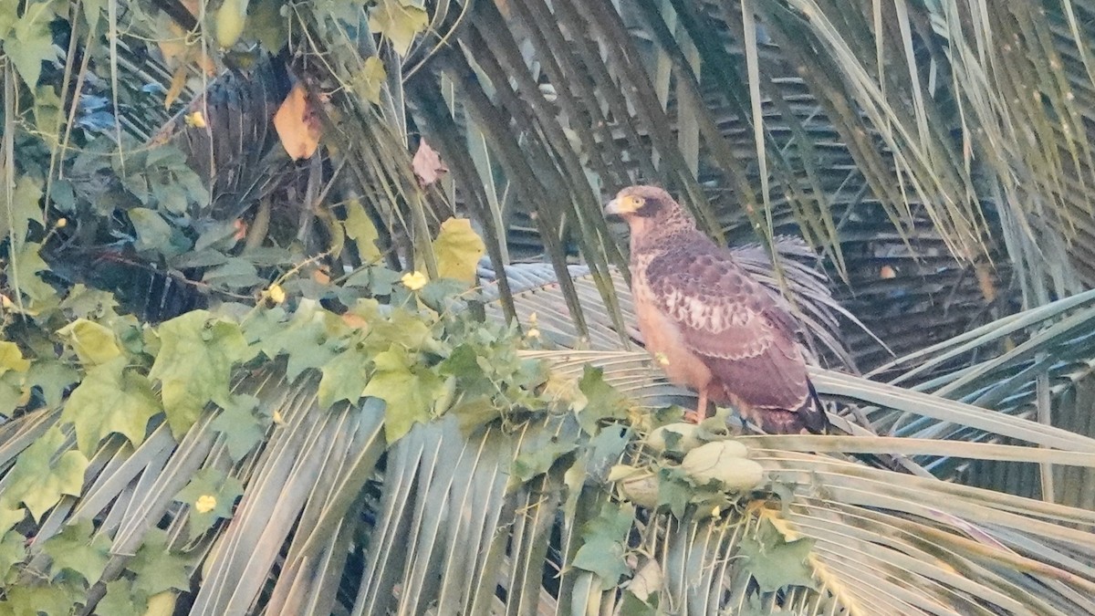 Хохлатый змееяд - ML647617860