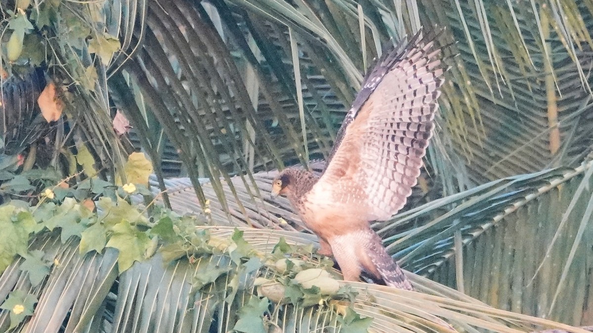 Хохлатый змееяд - ML647617862