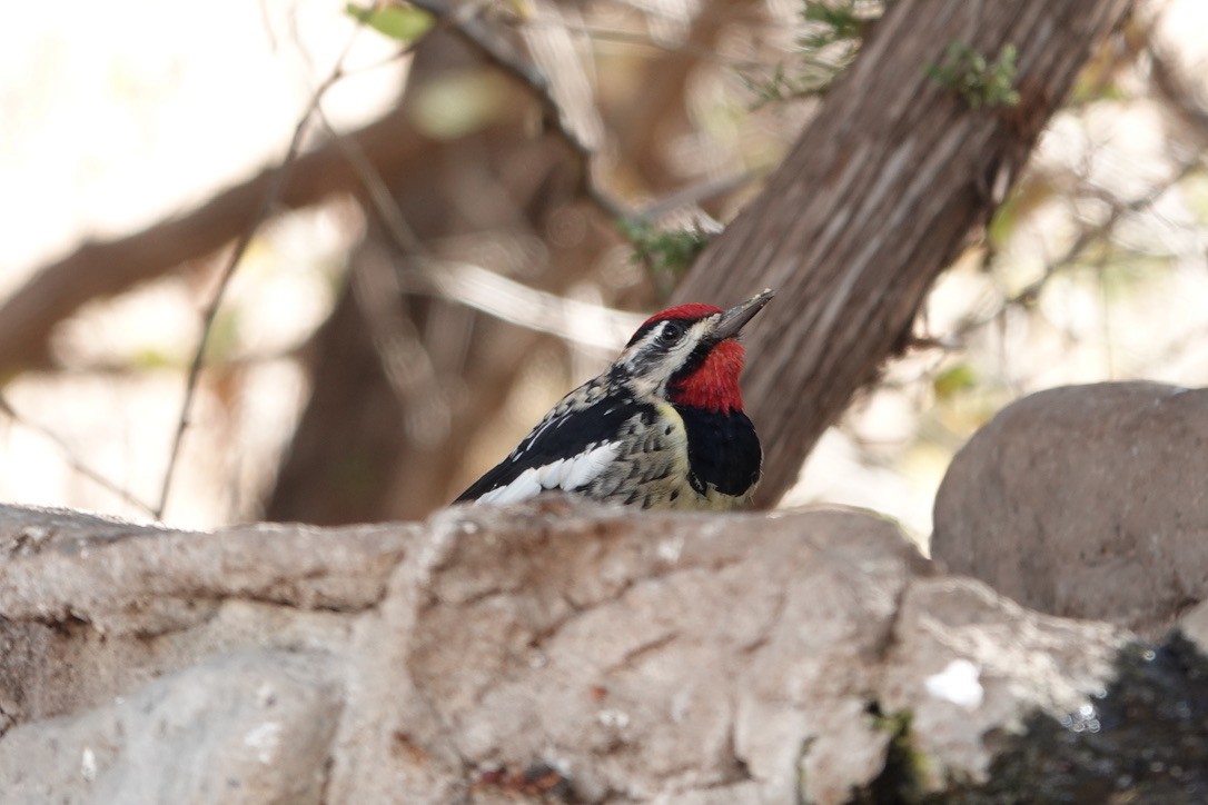 Red-naped Sapsucker - ML647617878