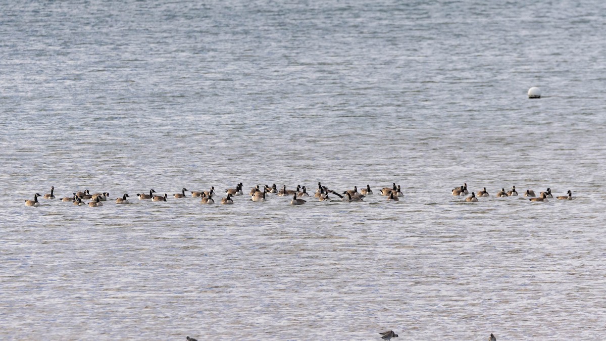 Kanadagans - ML647617879