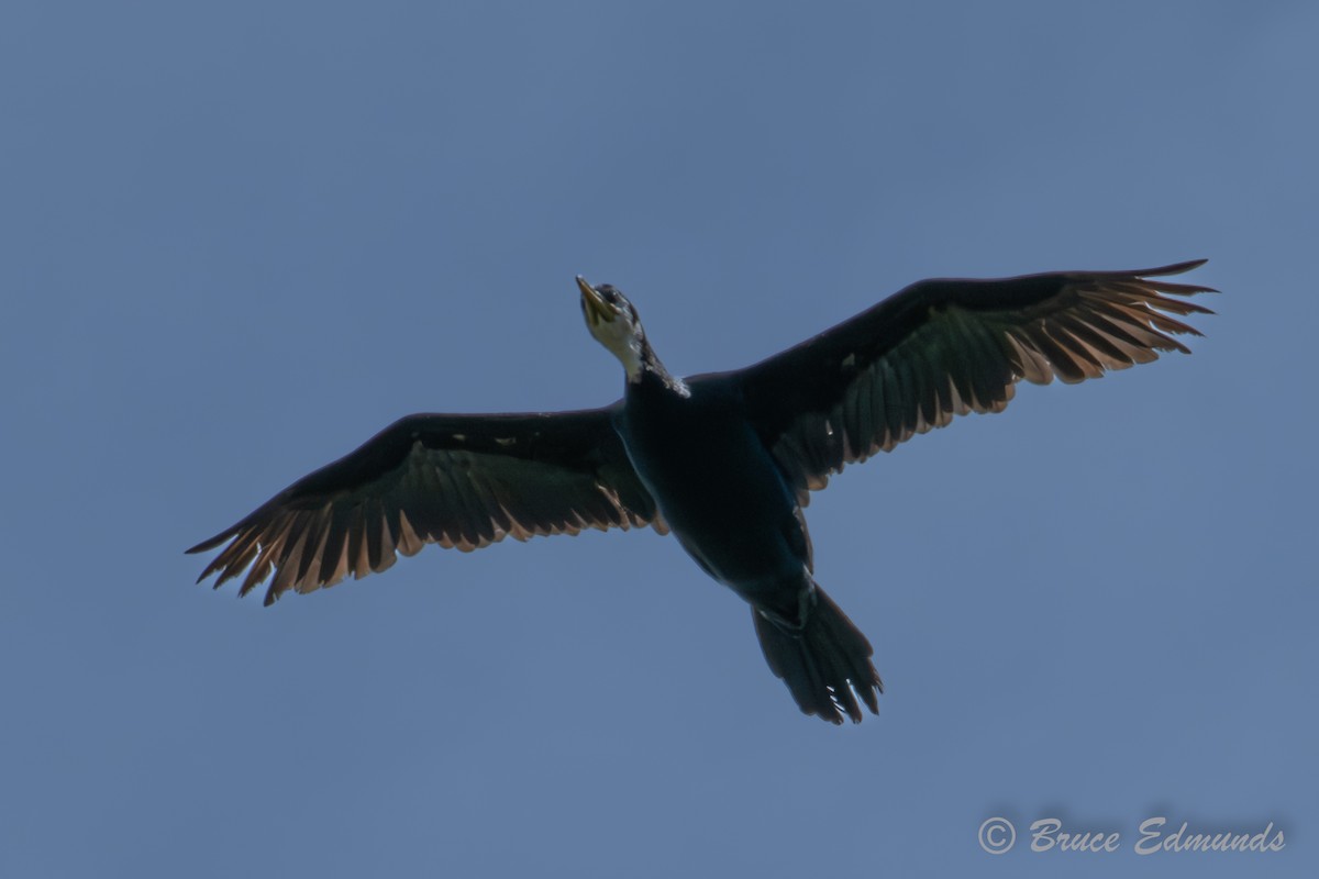 storskarv - ML647617887