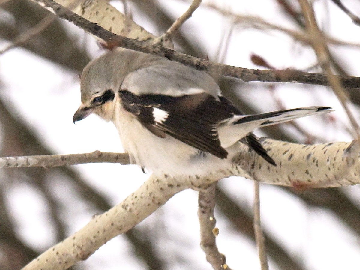 Antzandobi boreala - ML647617888