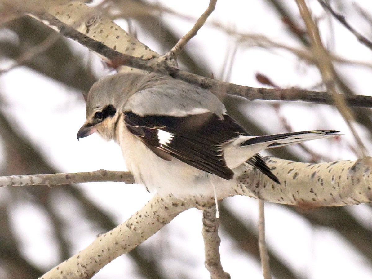 Antzandobi boreala - ML647617889