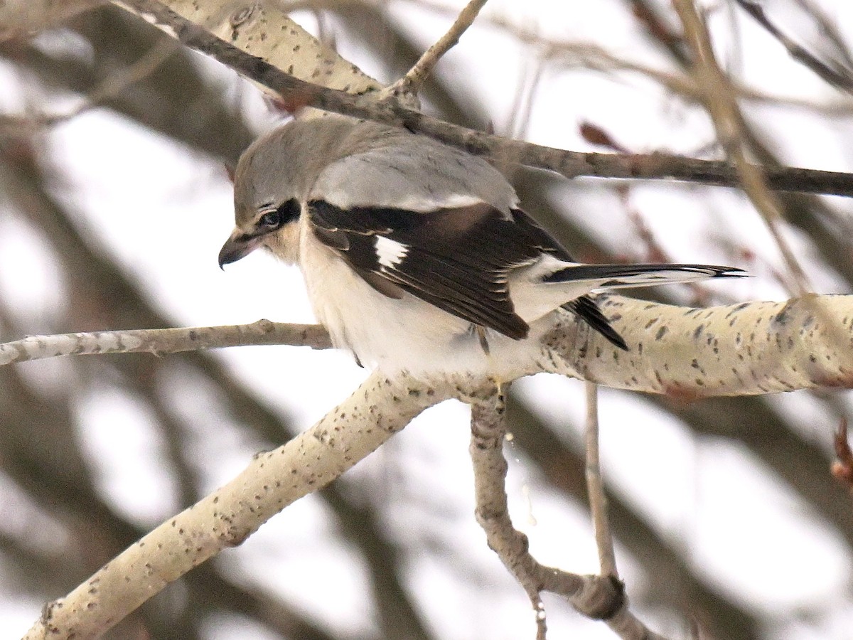 Antzandobi boreala - ML647617890