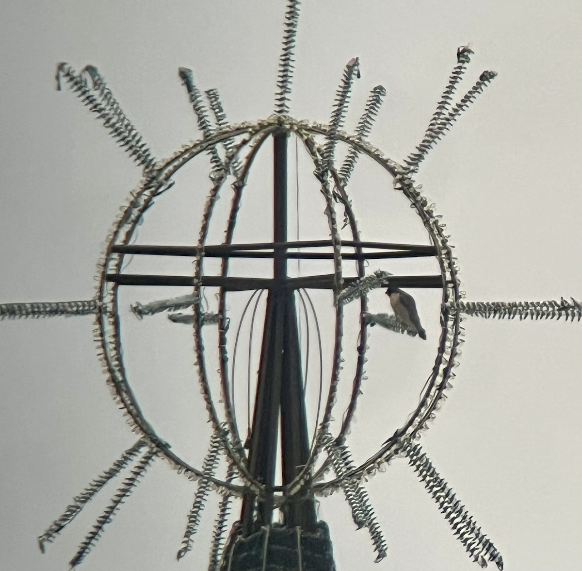 遊隼 - ML647617894