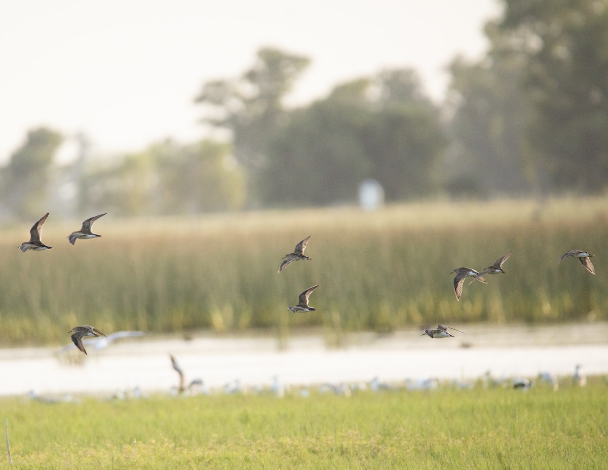 Pectoral Sandpiper - ML647617924